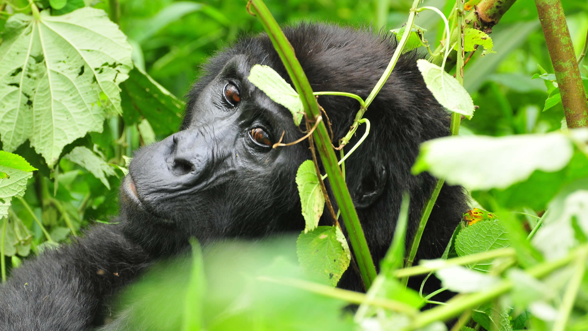 bwindi impenetrable forest