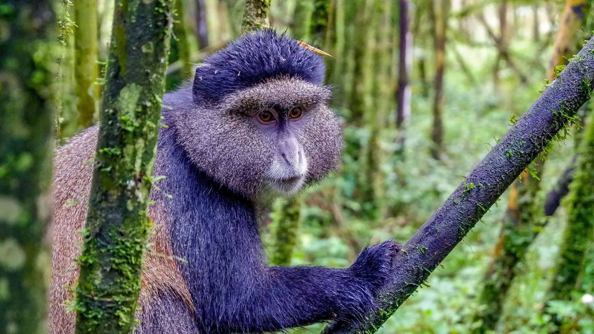 gishwati national park