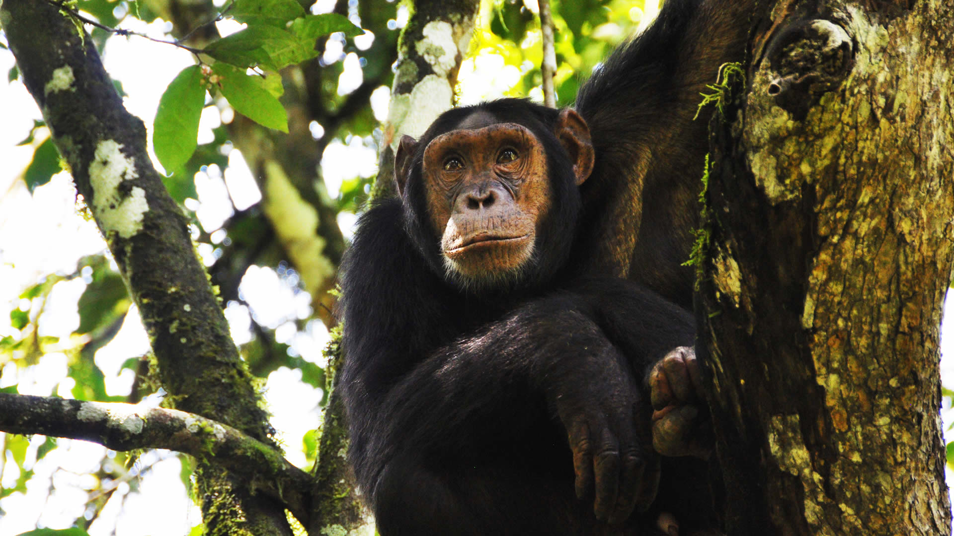 kibale national park