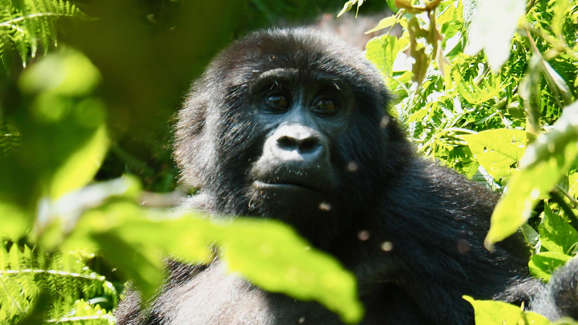 mgahinga gorilla national park