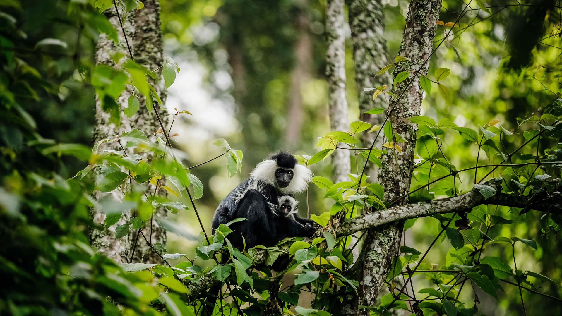 nyungwe forest national park