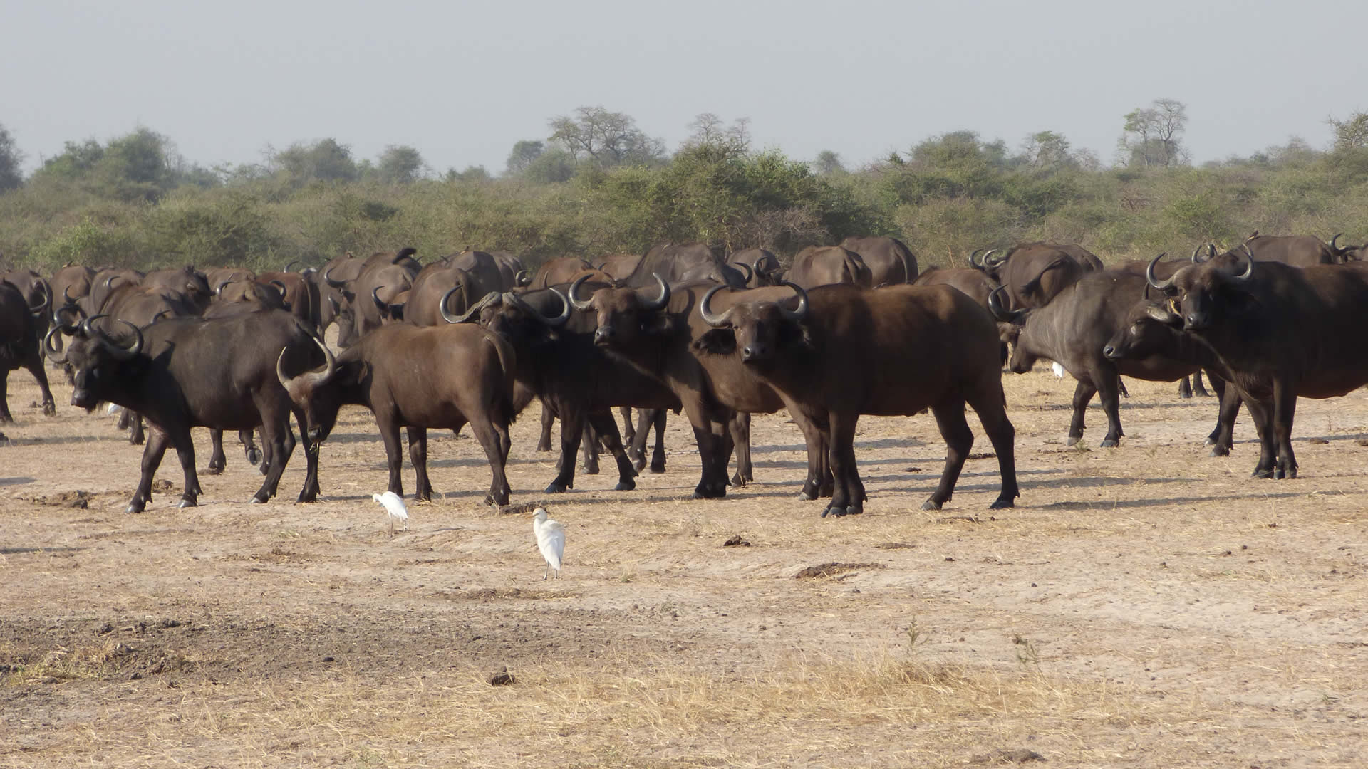 queen elizabeth national park