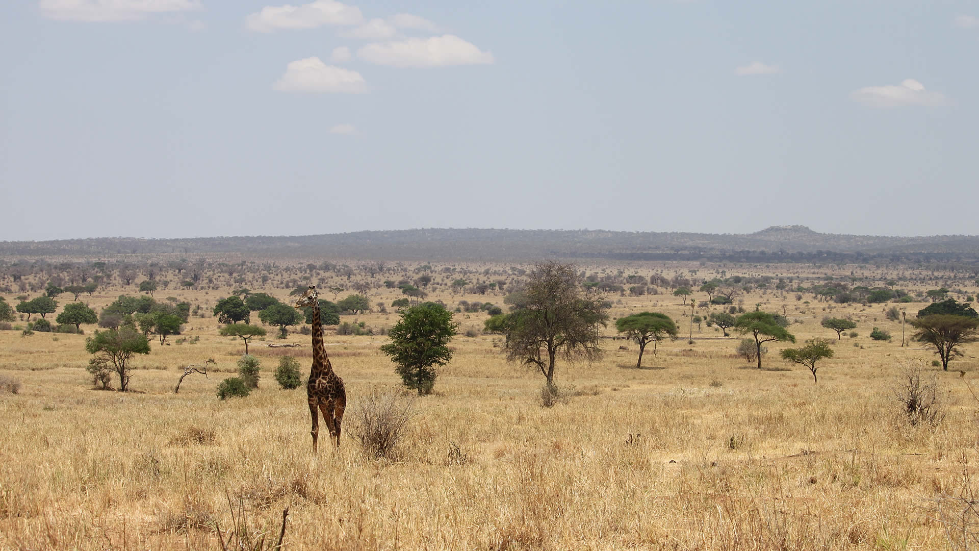 tarangire national park