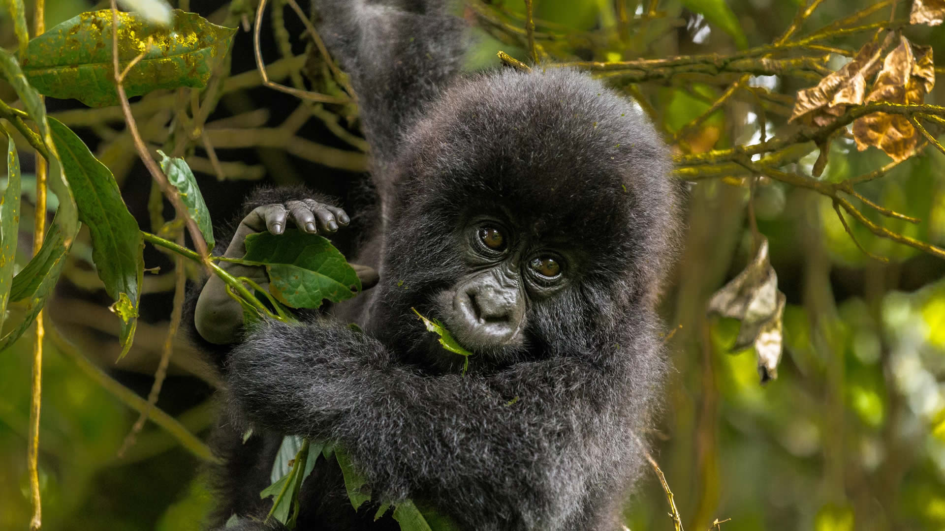 4 days uganda gorilla trekking