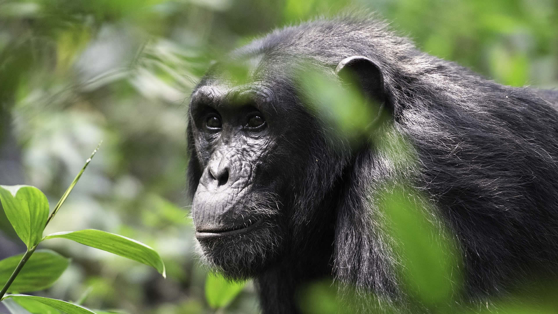 8 days amazing uganda apes