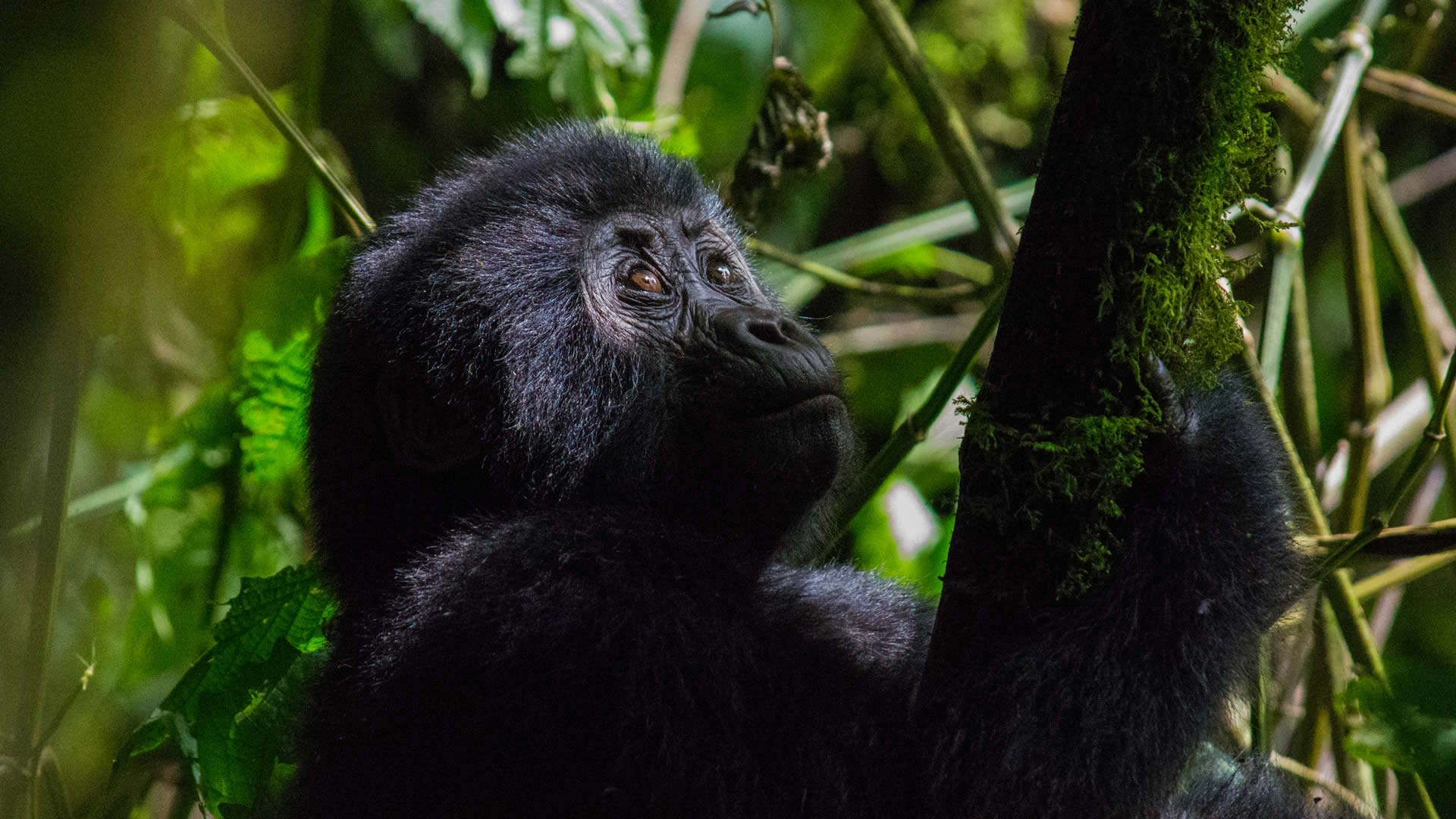 8 days rwanda gorilla adventure