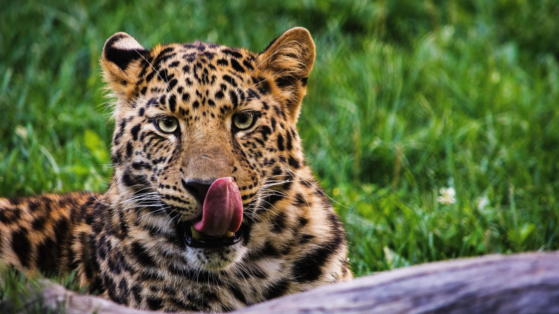 8 days uganda primates and wildlife safari